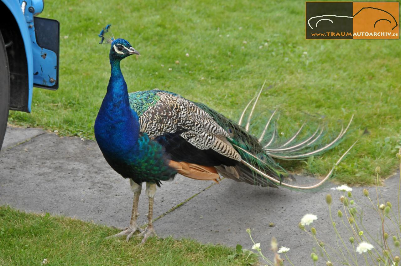 Pfau.jpg 155.6K